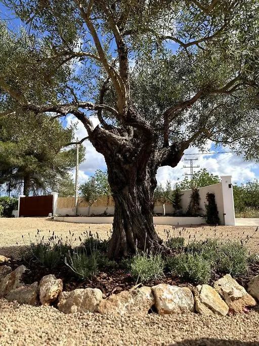 Villa 4 Palms Only 5 Minutes From Ibiza Montecristo Spanien
